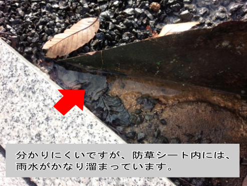 防草シート内に雨水が溜まっている