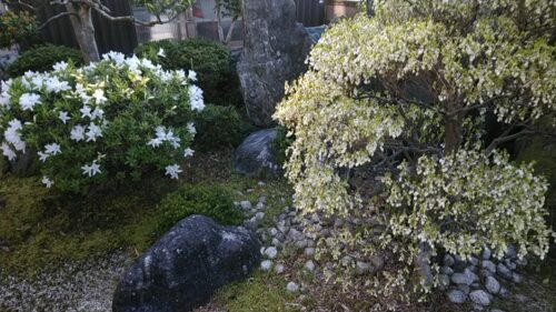 IMG_20210410_071438
